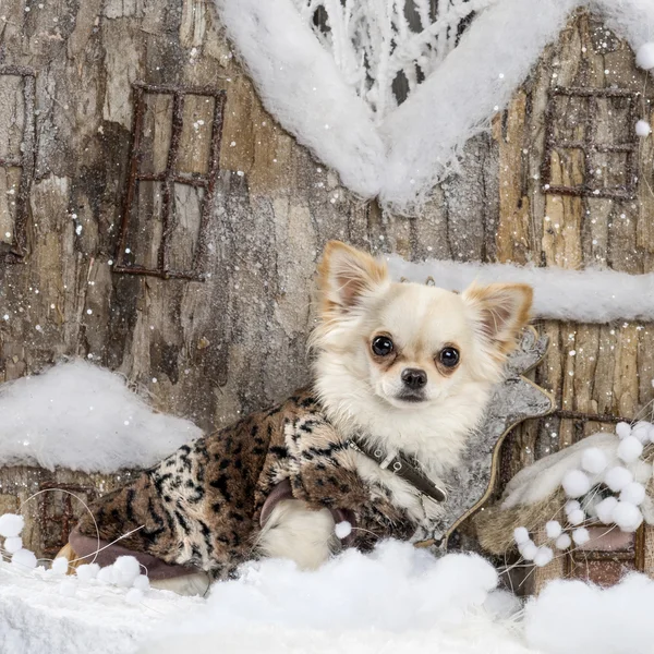 Chihuahua frente a un paisaje navideño — Foto de Stock