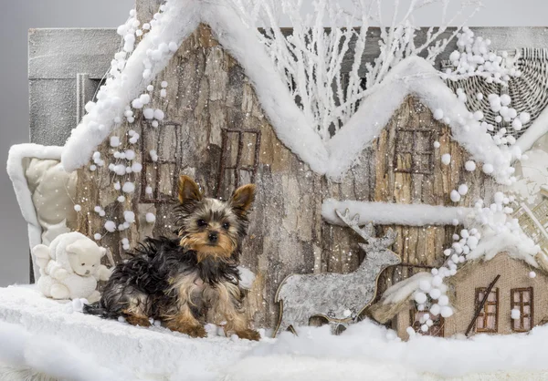 Yorkshire terrier przed Boże Narodzenie dekoracje — Zdjęcie stockowe