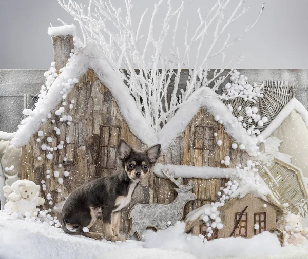 Chihuahua bir Noel sahne önünde — Stok fotoğraf