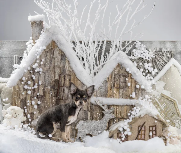 Chihuahua na frente de uma paisagem de Natal — Fotografia de Stock