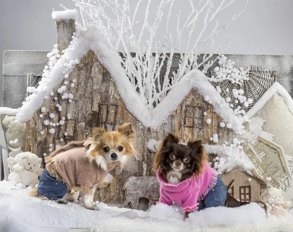 Chihuahuas em frente a uma paisagem de Natal — Fotografia de Stock