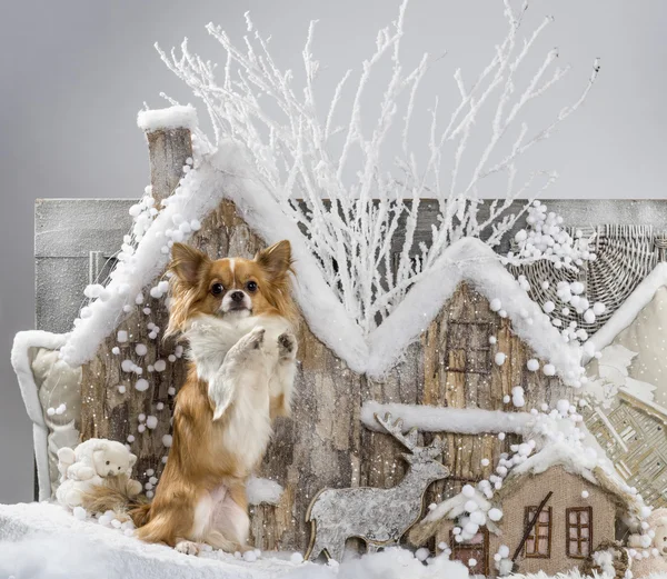 Chihuahua na frente de uma paisagem de Natal — Fotografia de Stock