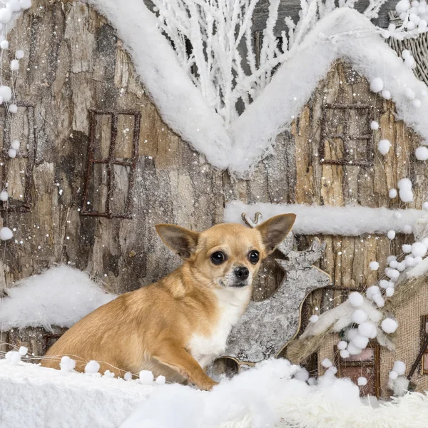 Chihuahua frente a un paisaje navideño — Foto de Stock