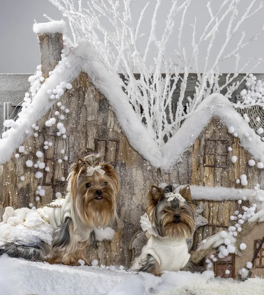 Yorkshire terrieres na frente de uma paisagem de Natal — Fotografia de Stock