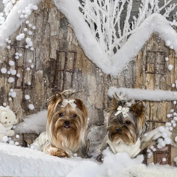 Yorkshire terrieres na frente de uma paisagem de Natal — Fotografia de Stock