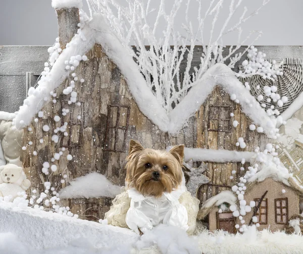 Yorkshire terrier na frente de uma paisagem de Natal — Fotografia de Stock