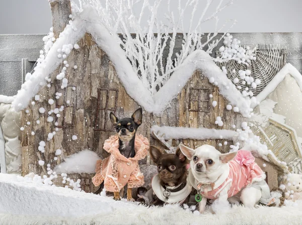 Chihuahuas Noel sahne önünde — Stok fotoğraf