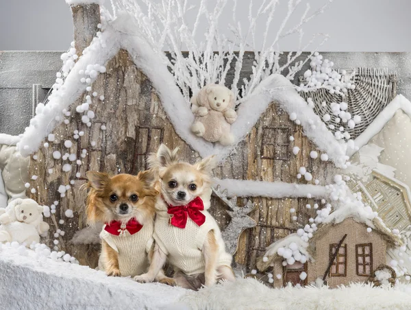 Chihuahuas frente a un paisaje navideño — Foto de Stock