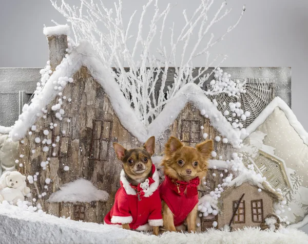 Chihuahuas frente a un paisaje navideño — Foto de Stock
