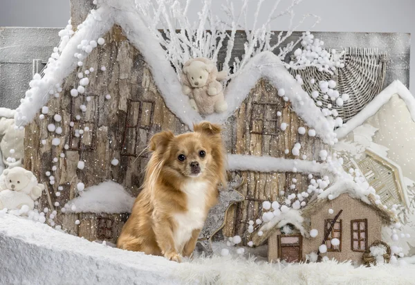 Chihuahua przed Boże Narodzenie dekoracje — Zdjęcie stockowe