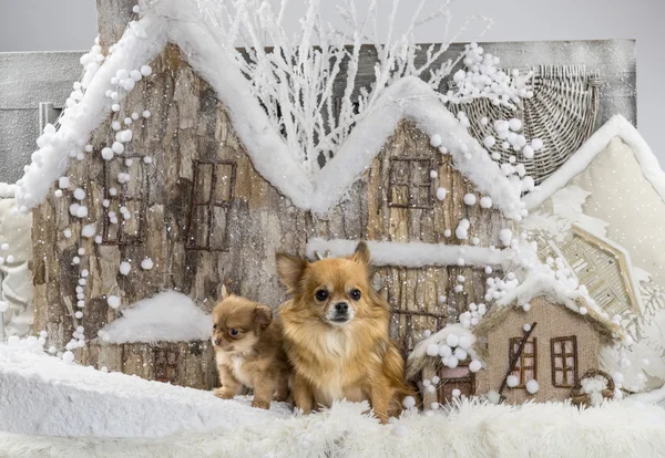 Chihuahuas frente a un paisaje navideño — Foto de Stock