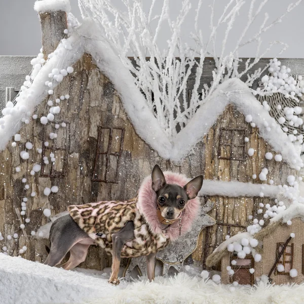 Chihuahua frente a un paisaje navideño —  Fotos de Stock