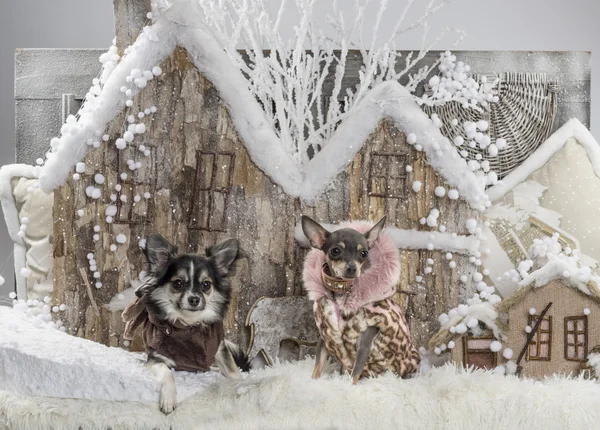 Chihuahua na frente de uma paisagem de Natal — Fotografia de Stock