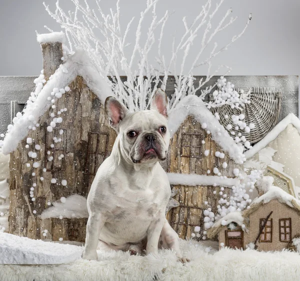 Bulldog francês na frente de uma paisagem de Natal — Fotografia de Stock