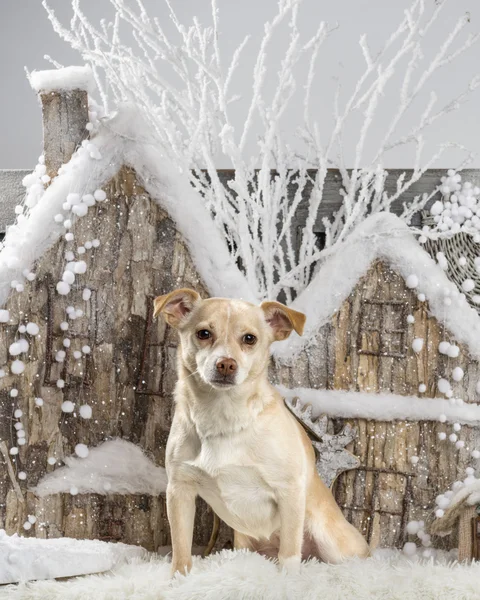 Chihuahua frente a un paisaje navideño — Foto de Stock