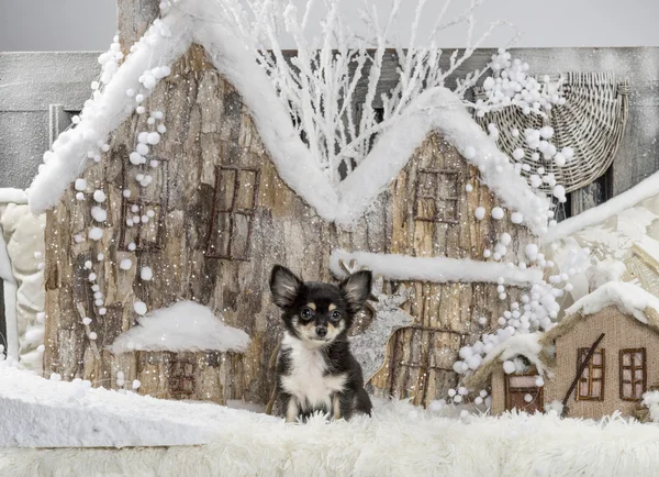 Chihuahua edessä joulun maisemia — kuvapankkivalokuva