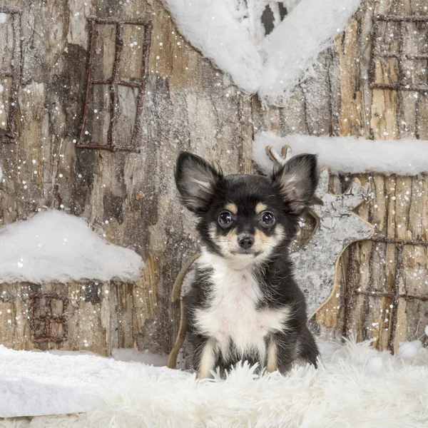 Chihuahua ต่อหน้าทิวทัศน์คริสต์มาส — ภาพถ่ายสต็อก