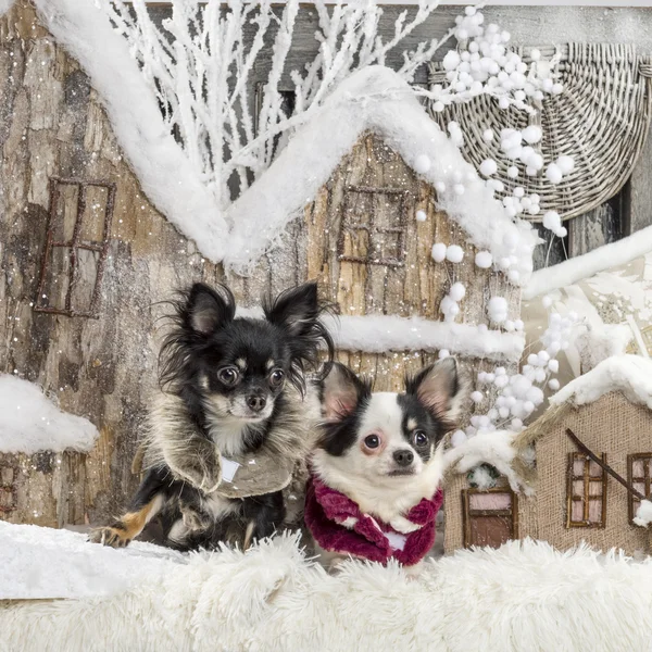 Chihuahuas em frente a uma paisagem de Natal — Fotografia de Stock
