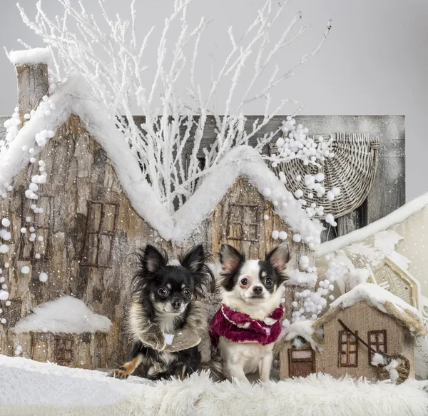 Chihuahuas in front of a Christmas scenery — Stock Photo, Image