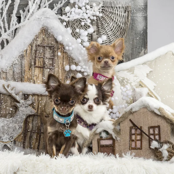 Chihuahuas em frente a uma paisagem de Natal — Fotografia de Stock