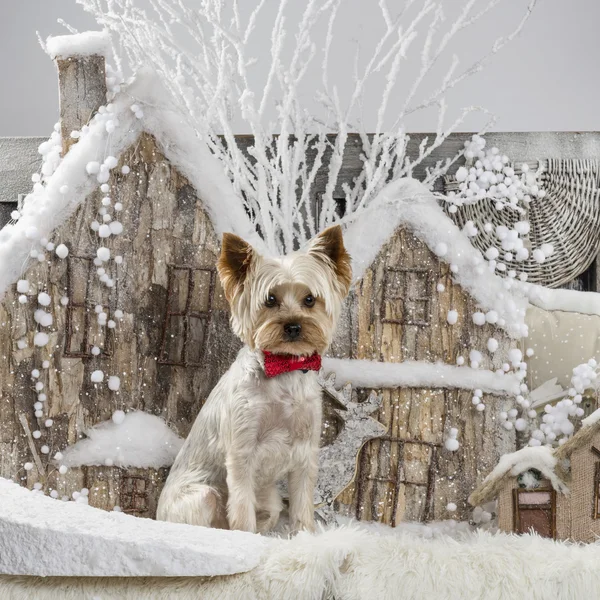 Yorkshire terrier na frente de uma paisagem de Natal — Fotografia de Stock