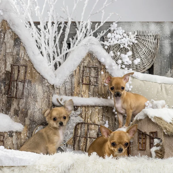 Chihuahuas Noel sahne önünde — Stok fotoğraf