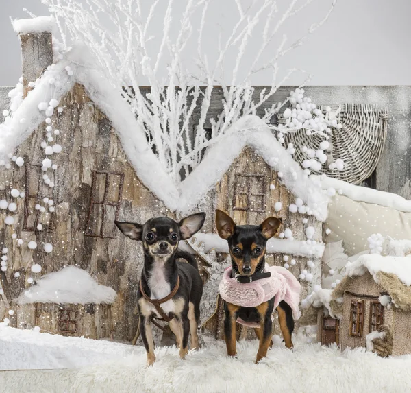 Chihuahuas in front of a Christmas scenery — Stock Photo, Image