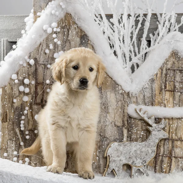 Golden Retriever na frente de uma paisagem de Natal — Fotografia de Stock