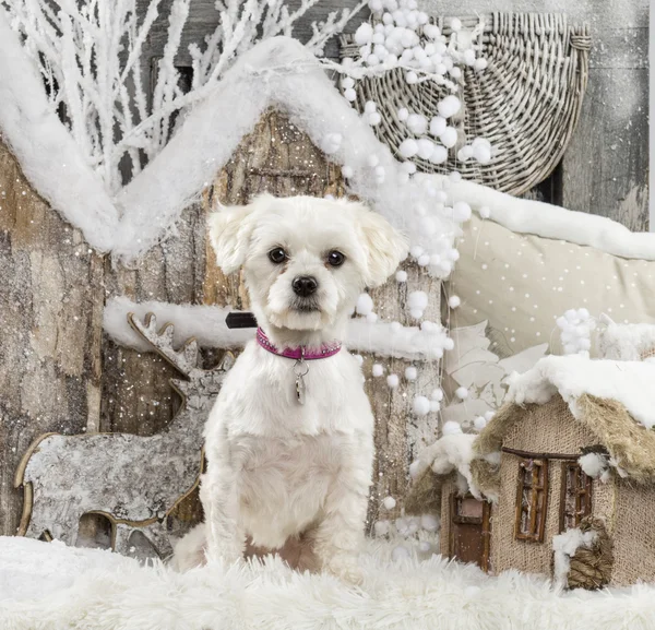 Maltese in front of a Christmas scenery — Stock Photo, Image