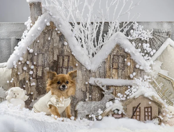 Chihuahua na frente de uma paisagem de Natal — Fotografia de Stock