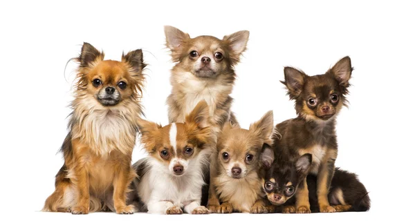Ομάδα των Τσιουάουα (Chihuahua) — Φωτογραφία Αρχείου