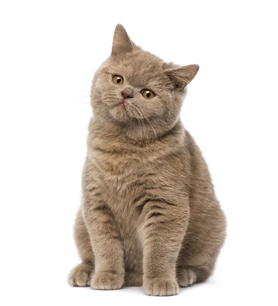 British Shorthair — Photo