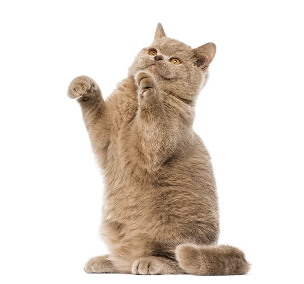 British shorthair pawing up — Stock Photo, Image