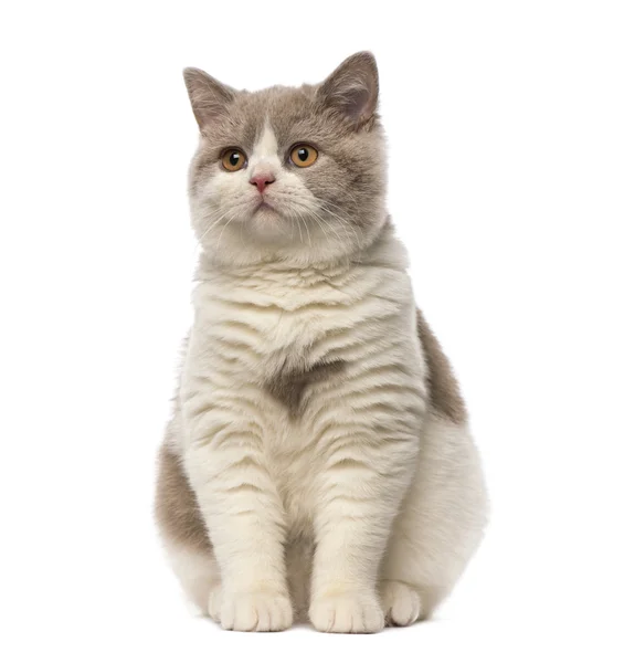 British Shorthair — Photo