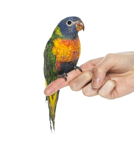 Rainbow Lorikeet uppflugen på ett finger — Stockfoto