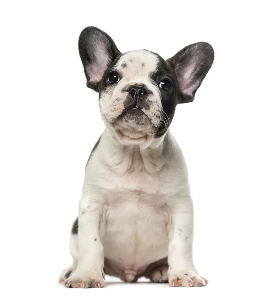 Cucciolo bulldog francese — Foto Stock