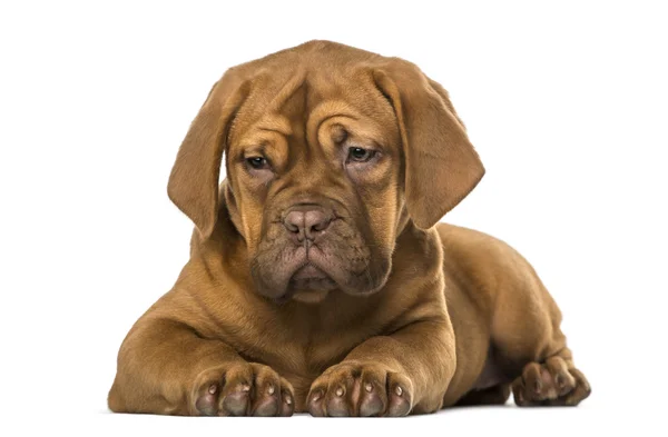 Dogue de Bordeaux puppy — Stock Photo, Image