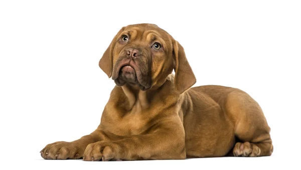 Dogue de bordeaux pup — Stockfoto
