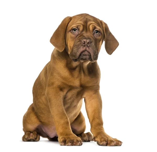 Dogue de Bordeaux puppy — Stock Photo, Image