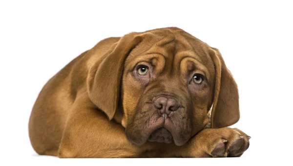 Dogue de bordeaux štěně — Stock fotografie