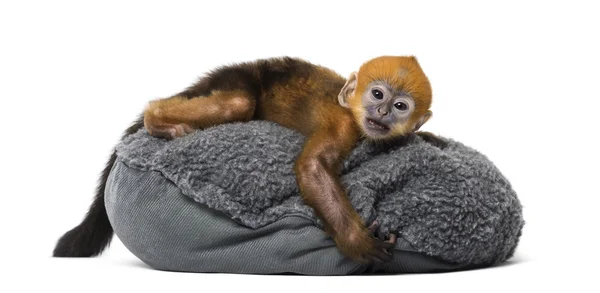 Baby Francois Langur lying on a pillow (1 month) — Stock Photo, Image