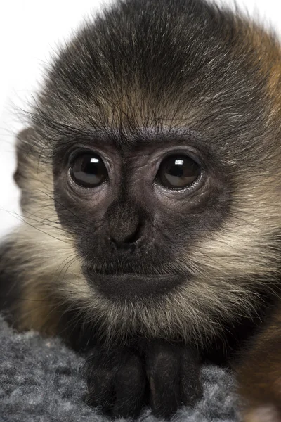 Nahaufnahme eines Babys mit francois langur (4 Monate)) — Stockfoto