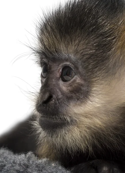 Nahaufnahme eines Babys mit francois langur (4 Monate)) — Stockfoto