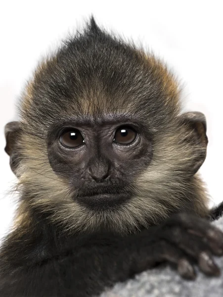 Nahaufnahme eines Babys mit francois langur (4 Monate)) — Stockfoto