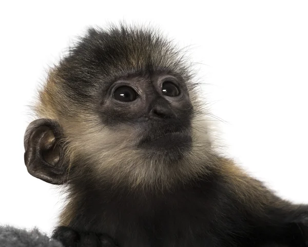 Close-up de um bebê François Langur (4 meses ) — Fotografia de Stock