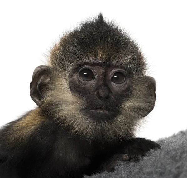 Close-up van een baby Francois Langur (4 maanden) — Stockfoto