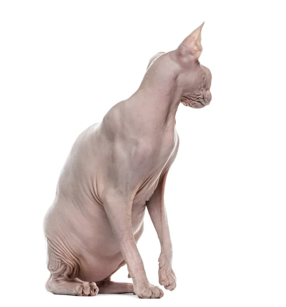 Sphynx patrząc wstecz — Zdjęcie stockowe