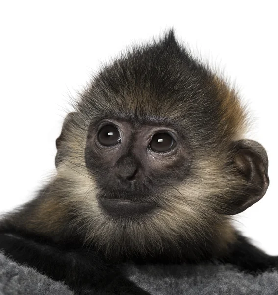 Nahaufnahme eines Babys mit francois langur (4 Monate)) — Stockfoto