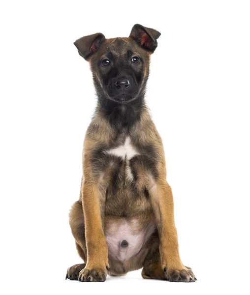 Cãozinho pastor belga (2 meses de idade ) — Fotografia de Stock