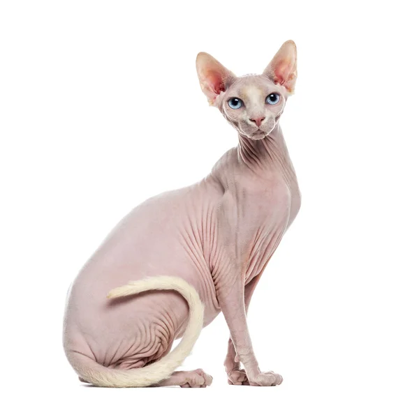 Sphynx — Stockfoto